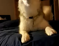 SIberian Husky Lays On Blue Bed and Howls at Camera