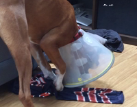 Boxer in Medical Cone Is Playing With Ductape But Gets It Stuck On His Nose