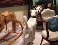 white dog stares at mirror