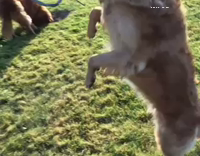 Dog jumps and picks own fruit