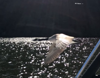 Goose Flies Directly Above Boat On Lake