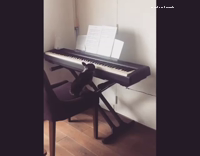 Black rabbit on piano