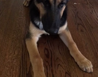 Puppy Fails At Learning New Trick