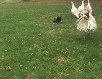 Small black puppy chasing turkey and white geese