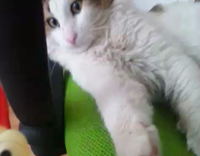 Cat sitting in chair started by chicken toy