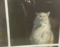 Really fat cat tries to go out window