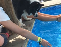 dog tries to eat pool water