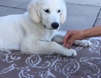 White Dog Having Food Treats Put On His Paws