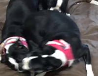 Four baby pitbulls bed mosh pit