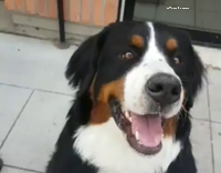 Saint Bernard Eats Entire Ice Cream Cone on Sidewalk