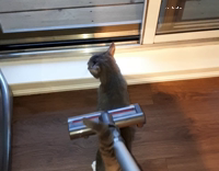 man vacuums cat 