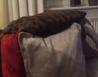dog hiding itself under pillows 