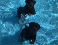 Two black dogs standing in pool