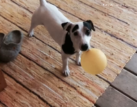 Collab AnimalsDT - Balloons Make The Best Toys