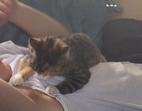 Small cat chews on owners armpit hairs