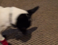 Dog struggles in new shoes 