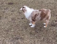 herd dog scared of livestock