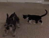 kitten attacks puppy