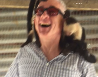 monkeys playing around with guys head and stealing out of his pocket