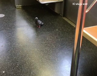pigeon riding subway and walking out the front door