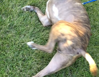 dog rolling around  in the ground