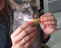 Cat Licking Cantaloupe 