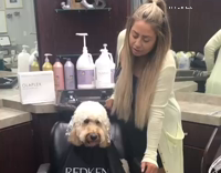 Dog sits in salon chair 