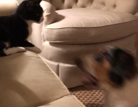 Basset Hound and Cat Play Fight On Couch