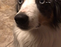 Dog enjoys veggie chips