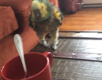 Collab AnimalsDT - Bird Talking To Person Calling Him Little Dog Boy