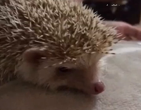Hedgehog eats worm quickly