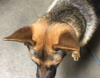 german shepherd air pressure