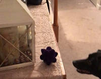 Collab AnimalsDT - Black dog trying to reach for toy on table but is not able to