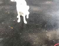 White dog getting hosed by by power house