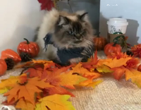 Pumpkin Fall Cat Hates His Life
