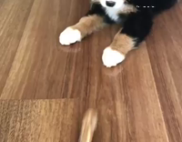 Small black puppy doesnt like stick