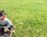 Yorkie Runs On Grass With Plastic Cowboy On Back