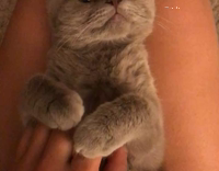 Cat on Lady's Leg Has Belly Scratched