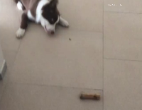 Dog versus slice of jalapeno 