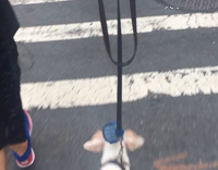 White Dog Crosses Street and Jumps Puddle