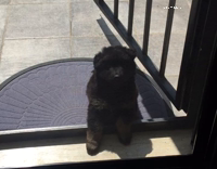puppy on screen door