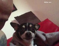 small dog making face each time owner tries to kiss it