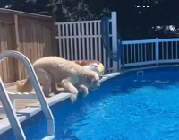 Dog paddles through pool water