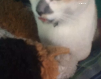 cat sticking its tongue in and out quickly 