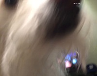 White Dog Jumps in to Bed With Blue Circles