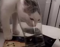 Really Bitch Cat Drinks Water