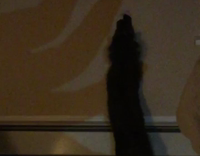 Black cat playing with shadow