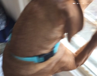 Dog scratching at window at orange cat on the floor