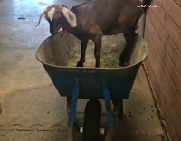 Foat and Cow Play In Wheelbarrow