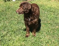 Slowmo Brown Dog Fails To Catch Ball
